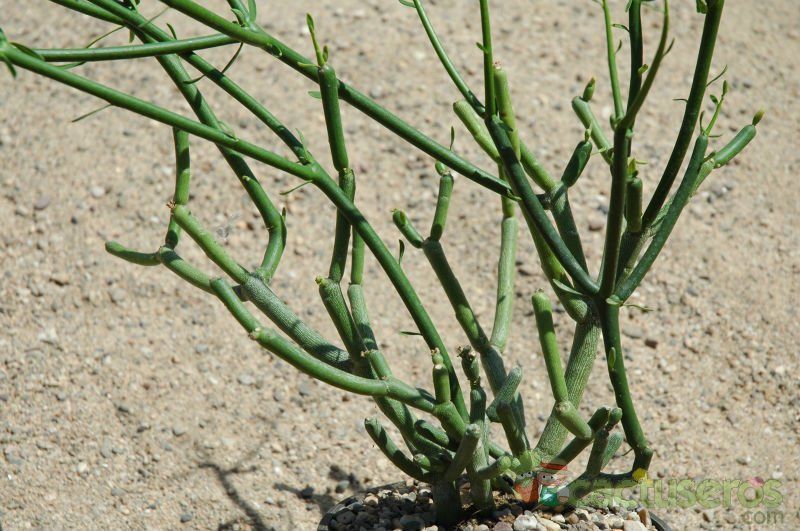 Una foto de Euphorbia tirucalli