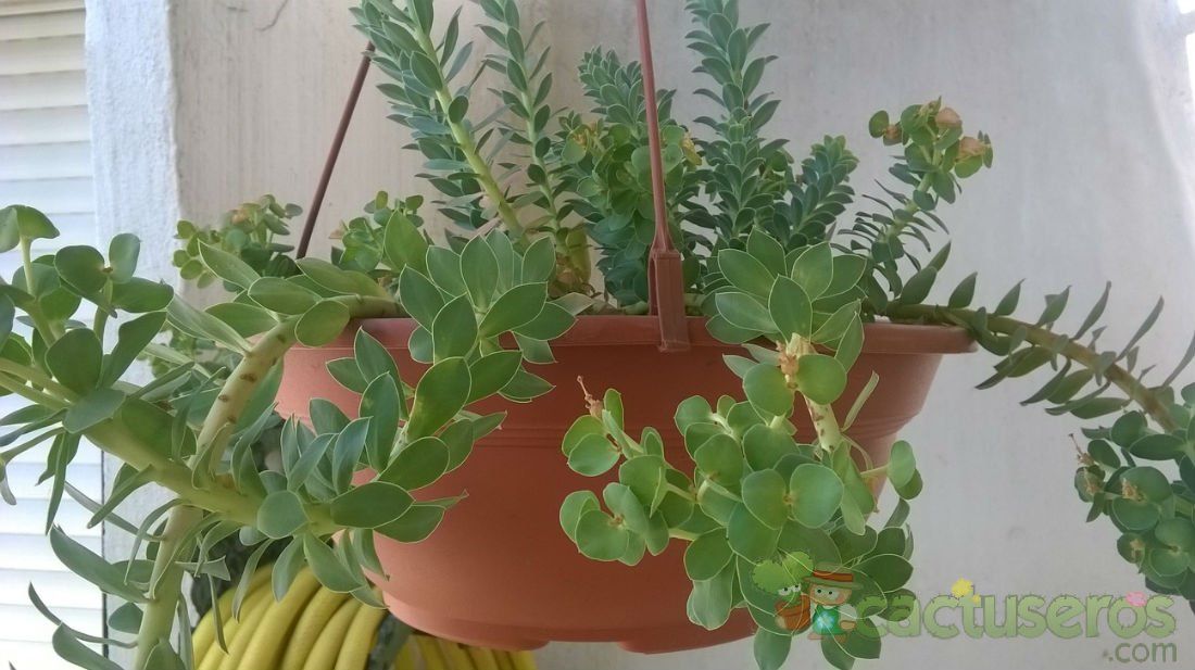 Una foto de Euphorbia paralias  