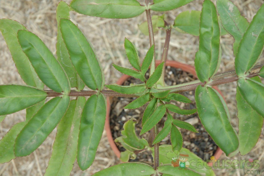Una foto de Bryophyllum proliferum  