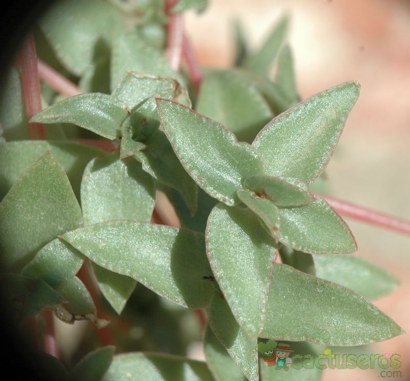 A photo of Crassula pellucida subsp. brachypetala