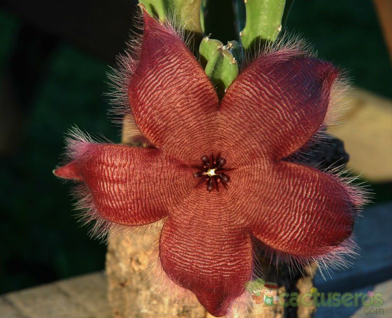 Una foto de Stapelia grandiflora