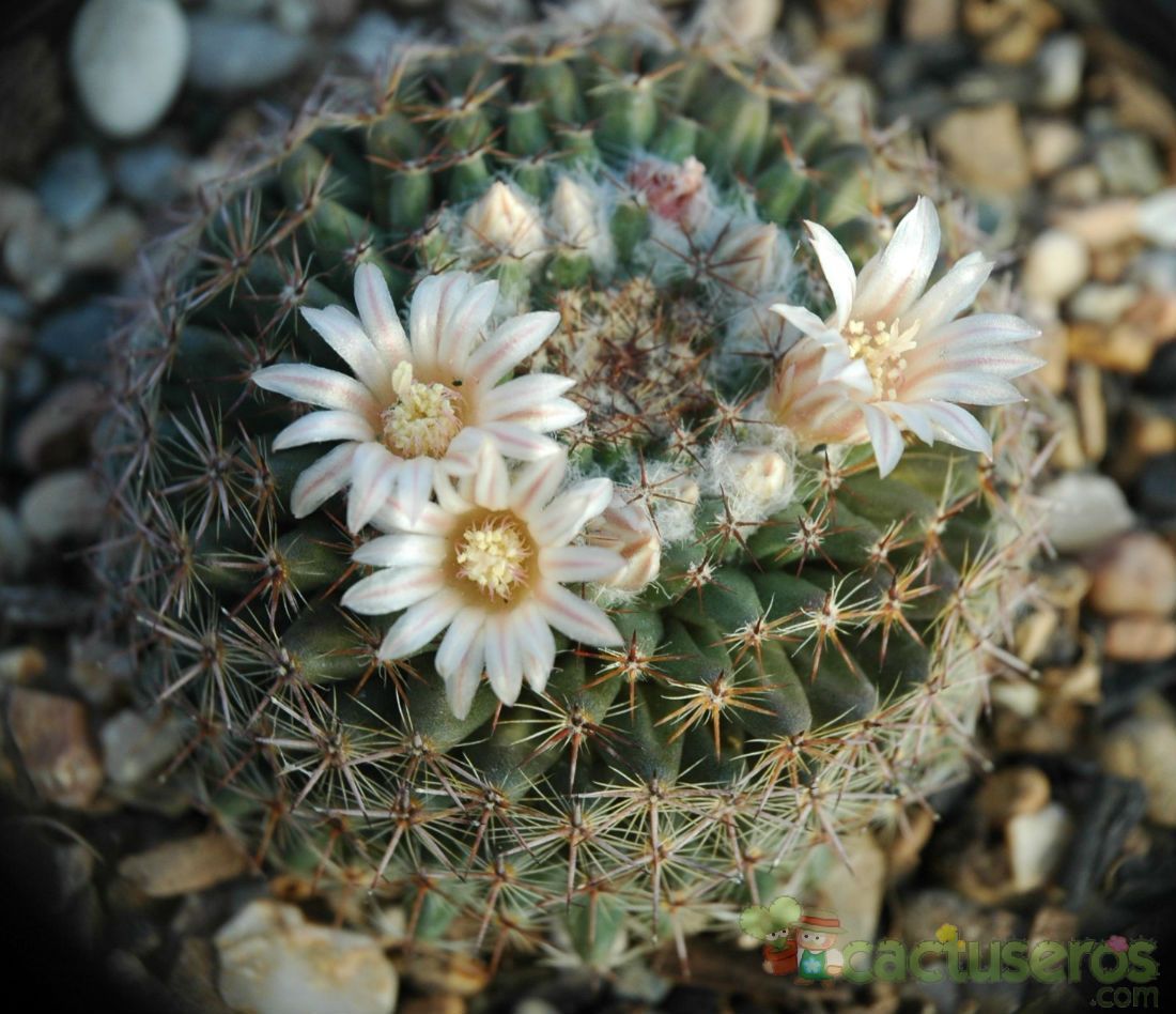A photo of Mammillaria formosa