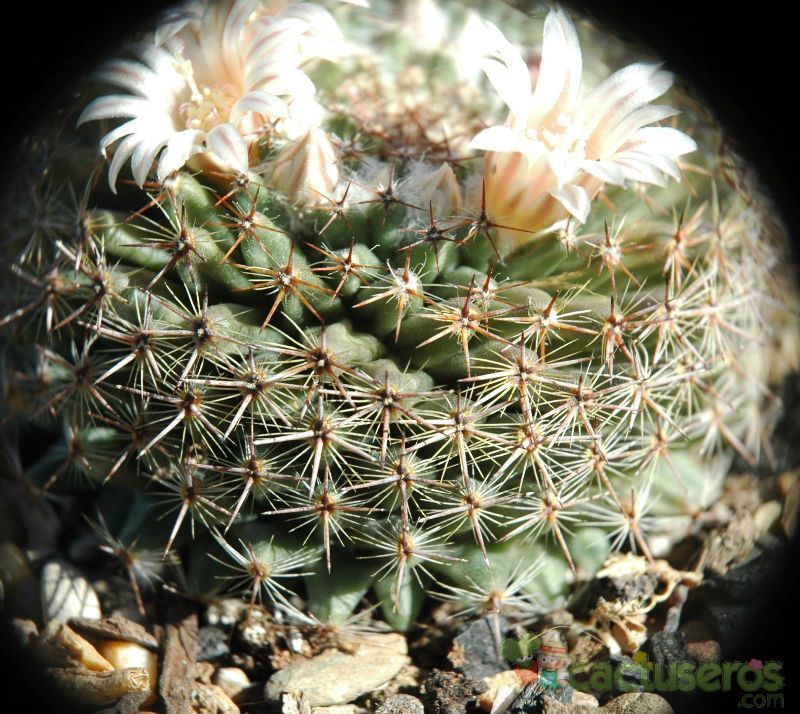A photo of Mammillaria formosa