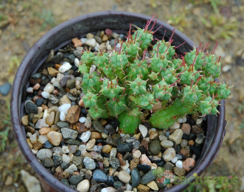 Una foto de Euphorbia submammillaris fma. pfersdorfii