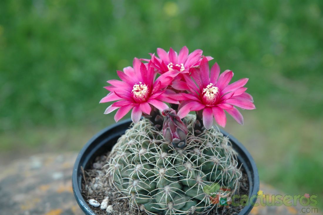 A photo of Gymnocalycium baldianum