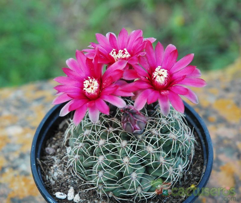 A photo of Gymnocalycium baldianum