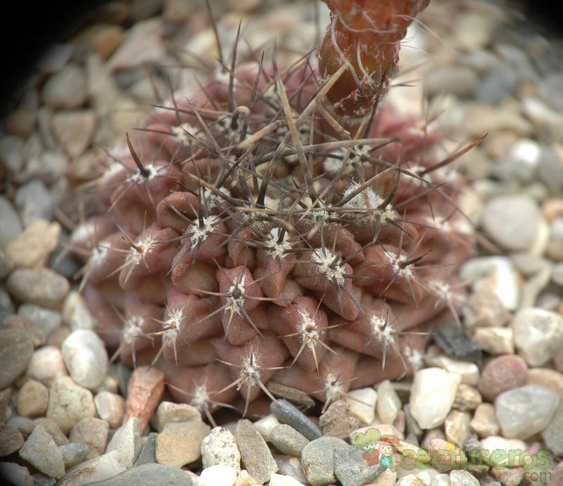 Una foto de Eriosyce heinrichiana