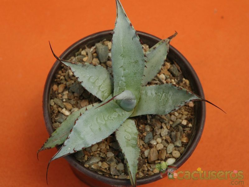 Una foto de Agave parryi subsp. neomexicana