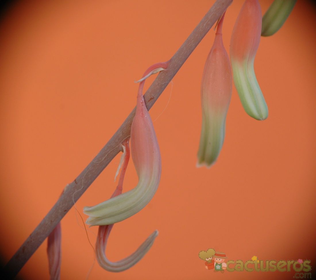 Una foto de Gasteria nitida var. armstrongii 