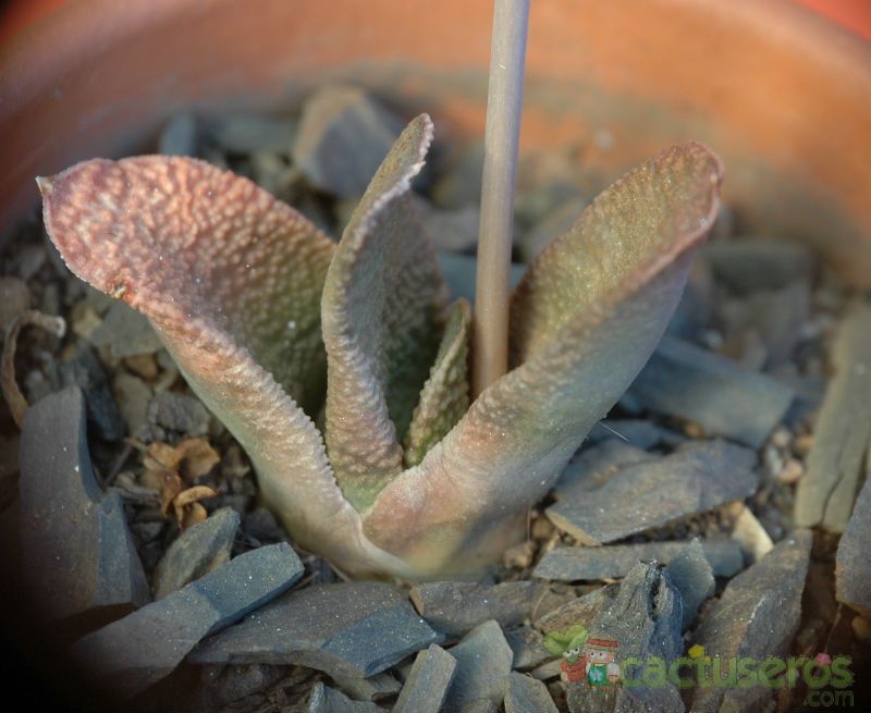 Una foto de Gasteria nitida var. armstrongii 