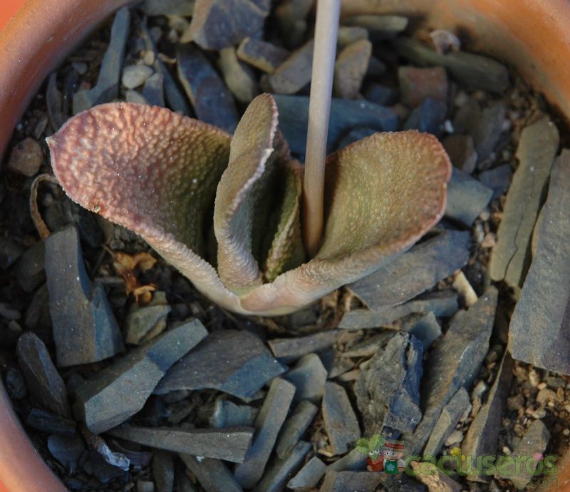 Una foto de Gasteria nitida var. armstrongii 