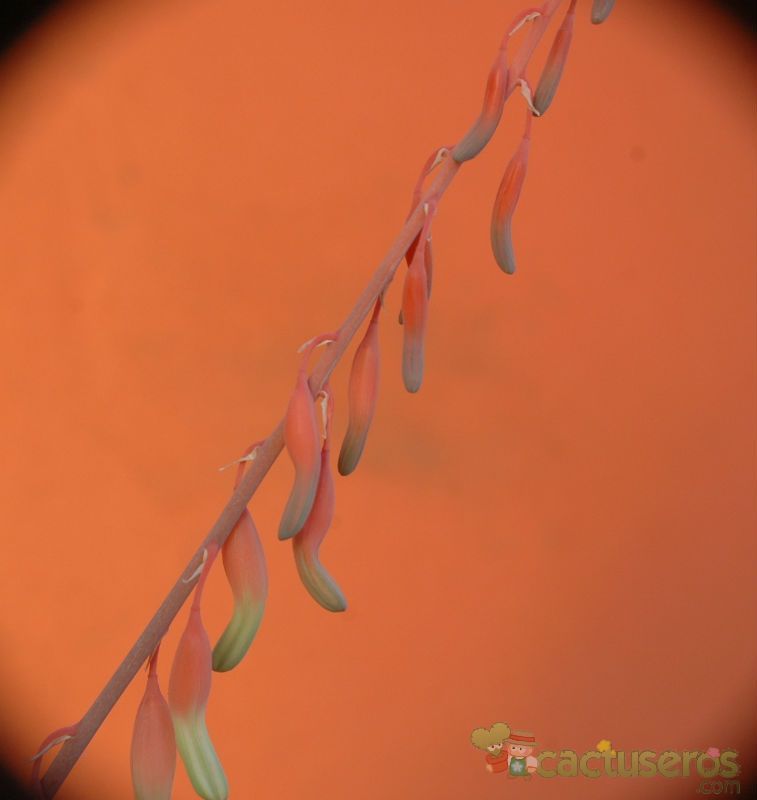 Una foto de Gasteria nitida var. armstrongii 