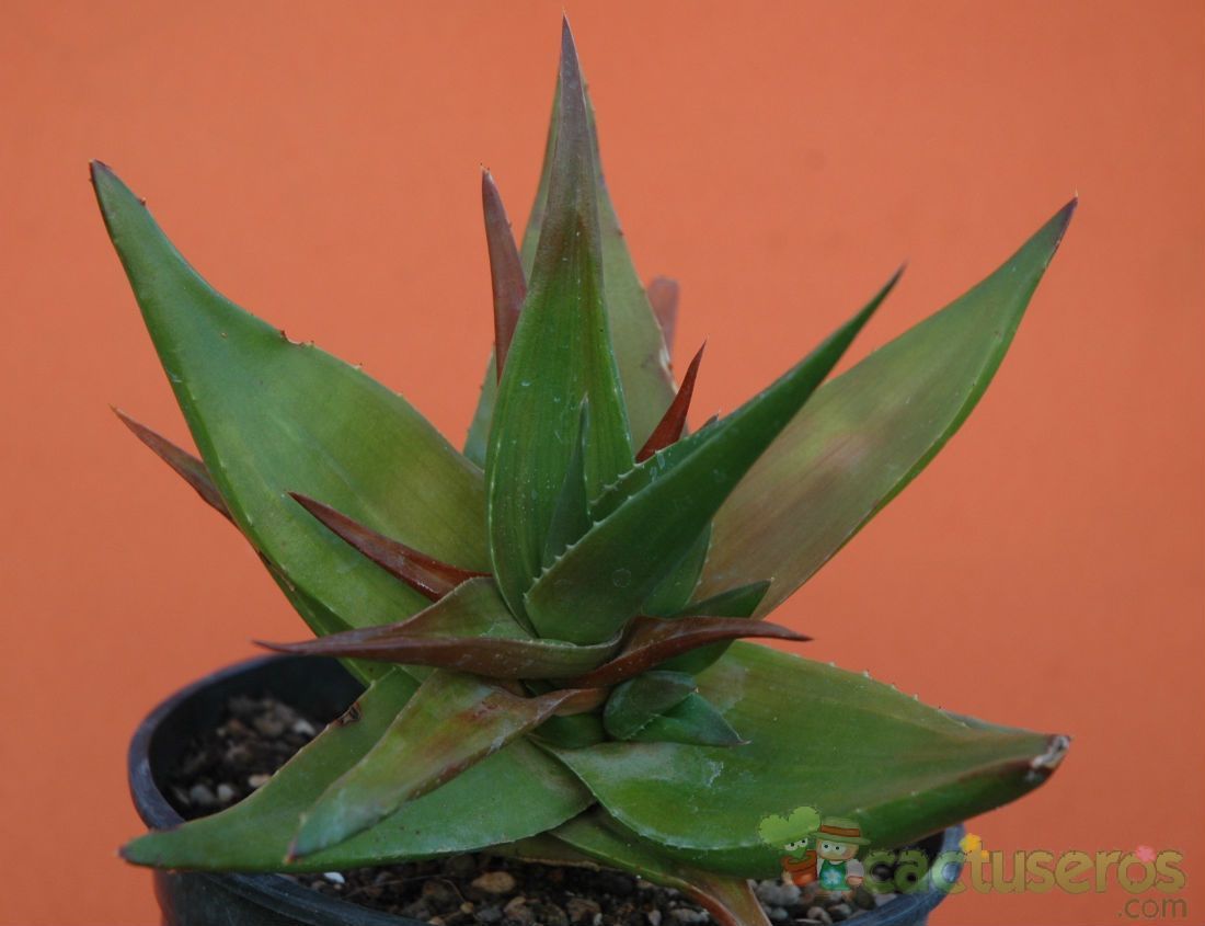 A photo of Aloe ibitiensis