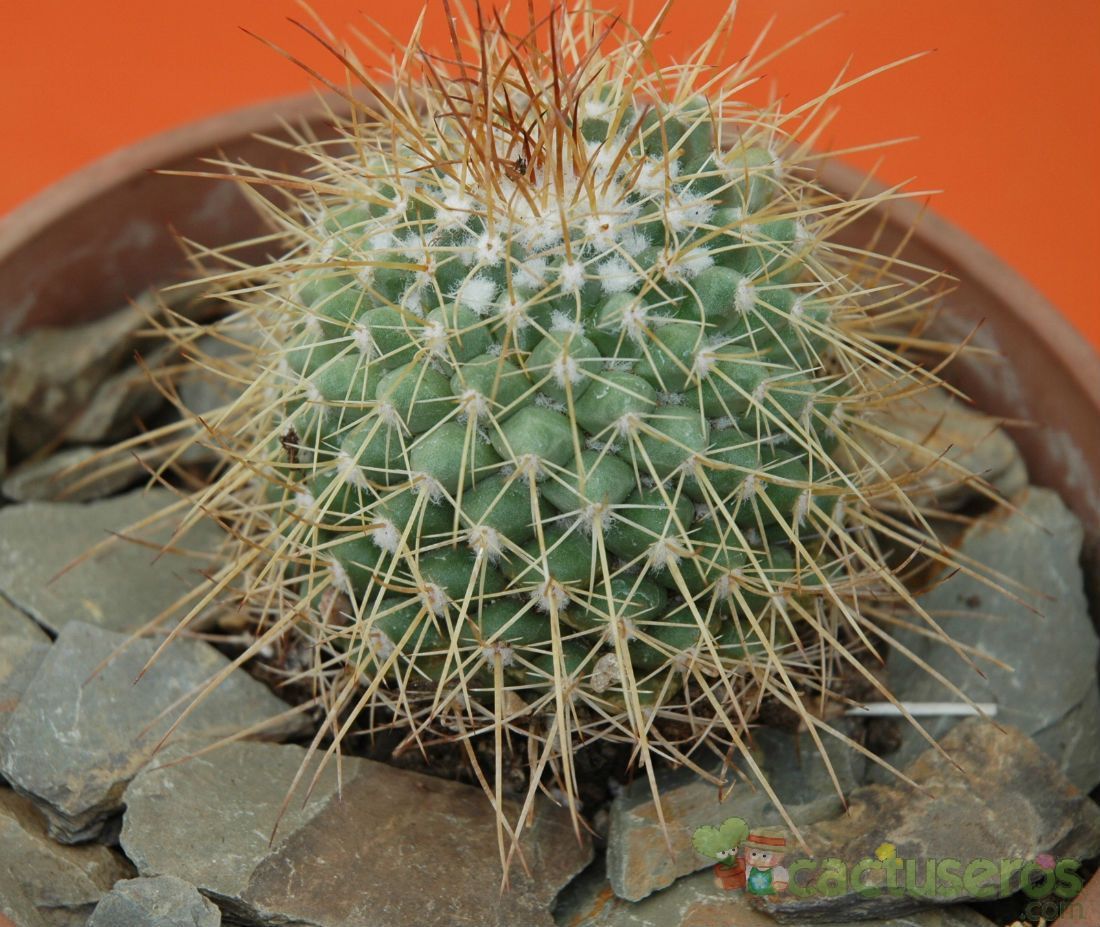A photo of Mammillaria petterssonii