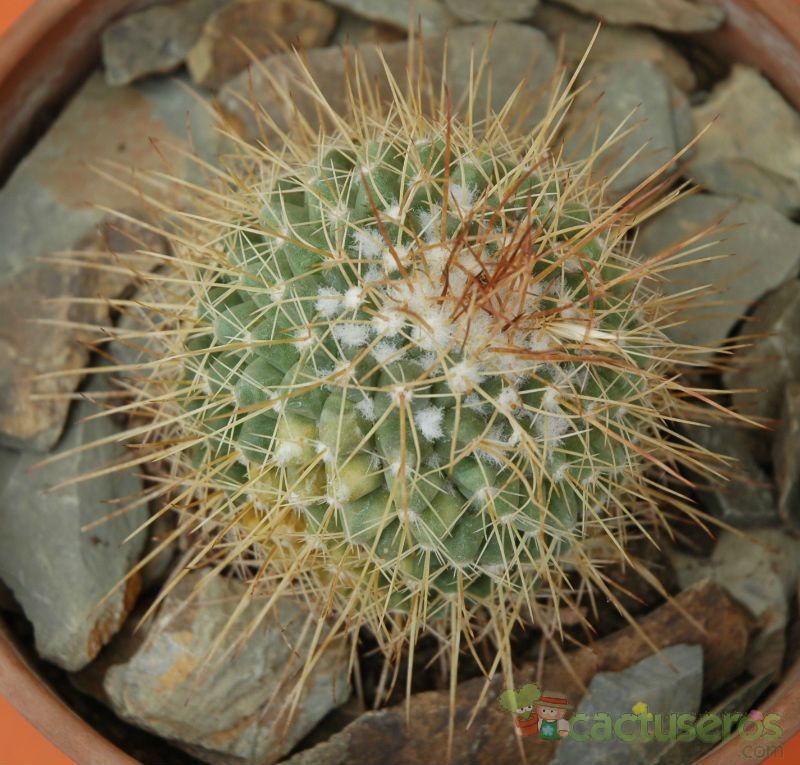 Una foto de Mammillaria petterssonii