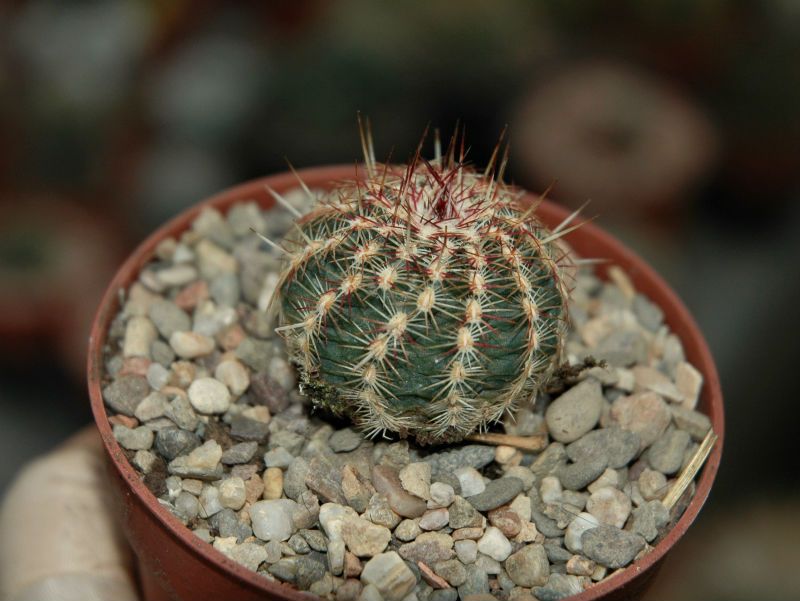 A photo of Echinocereus viridiflorus