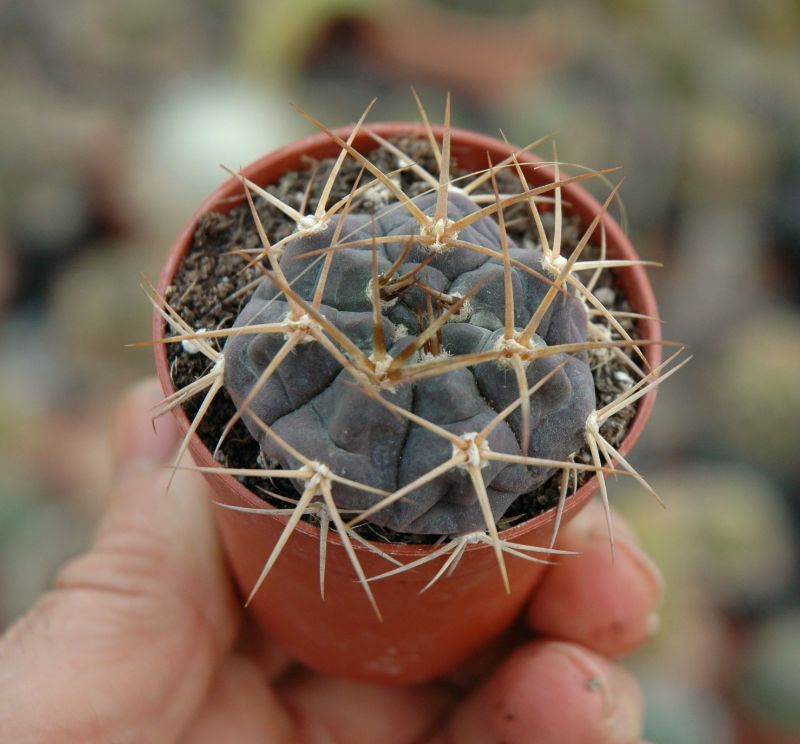 Una foto de Gymnocalycium gibbosum subsp. borthii