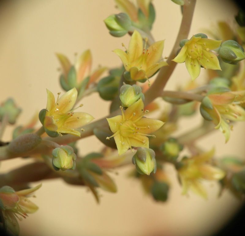 Una foto de Cremneria x mutabilis