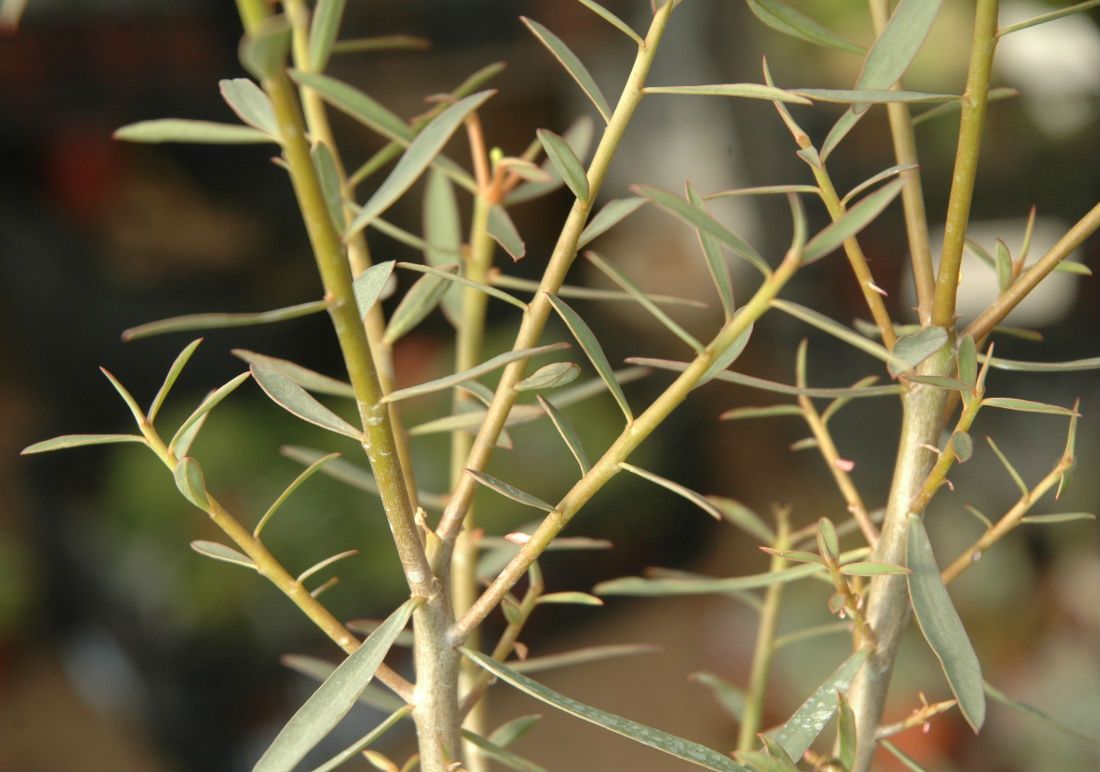 Una foto de Euphorbia gueinzii  