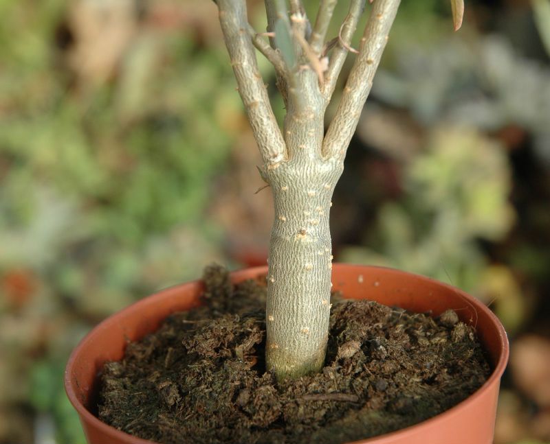 A photo of Euphorbia gueinzii  