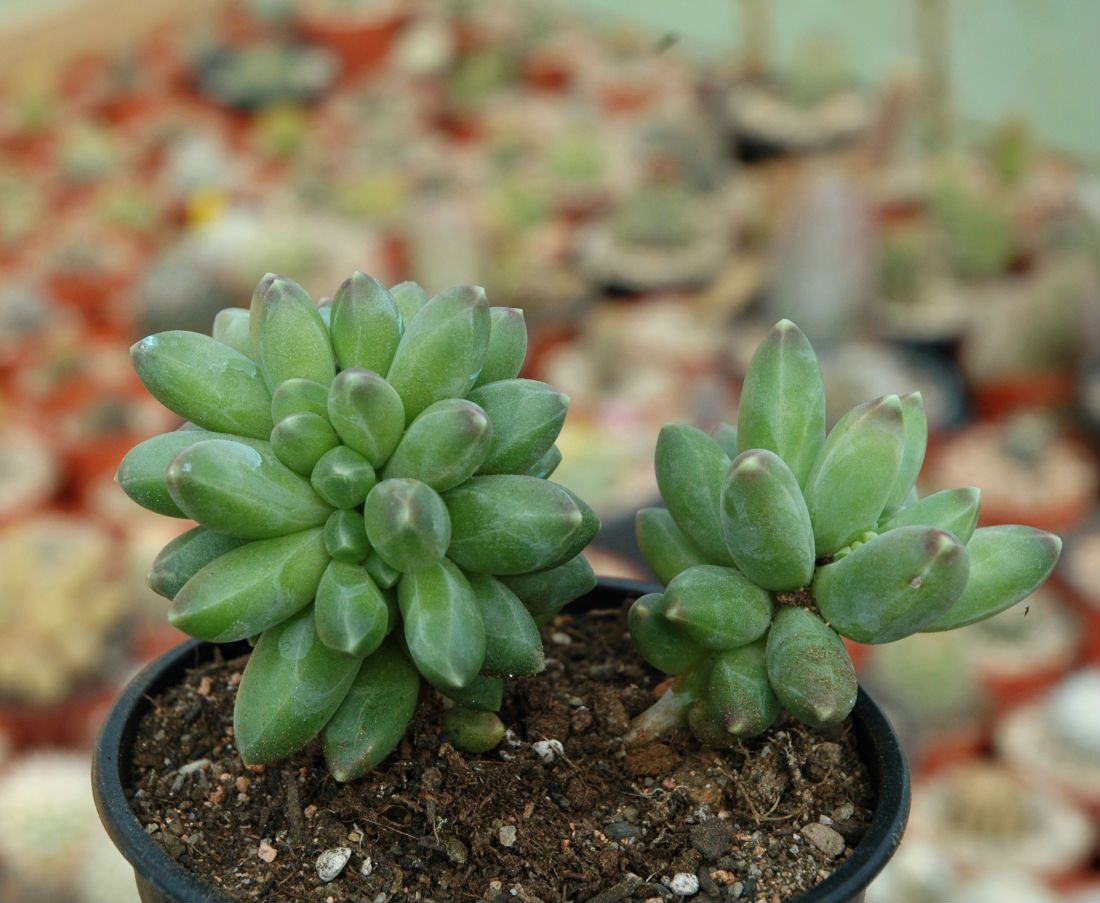 Una foto de Pachyphytum compactum