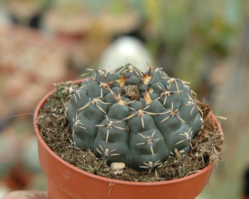 A photo of Gymnocalycium quehlianum