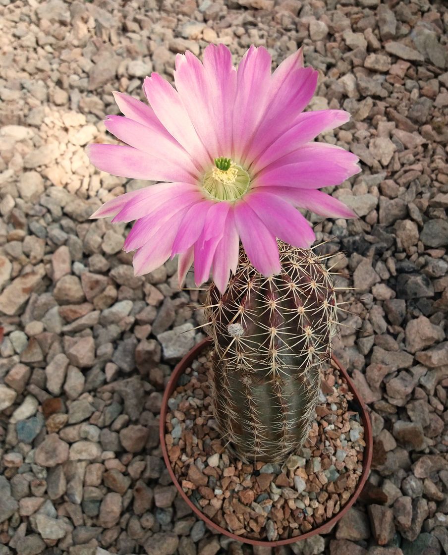A photo of Echinocereus pamanesiorum