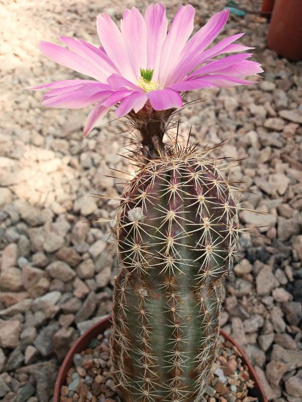 A photo of Echinocereus pamanesiorum