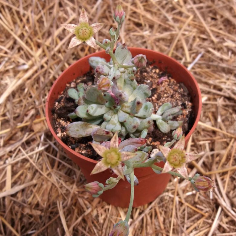 Una foto de Graptopetalum pachyphyllum  