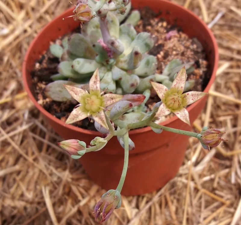 A photo of Graptopetalum pachyphyllum  