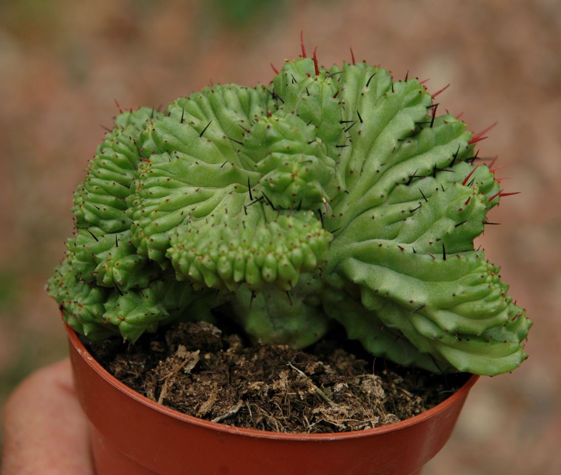 A photo of Euphorbia enopla fma. crestada