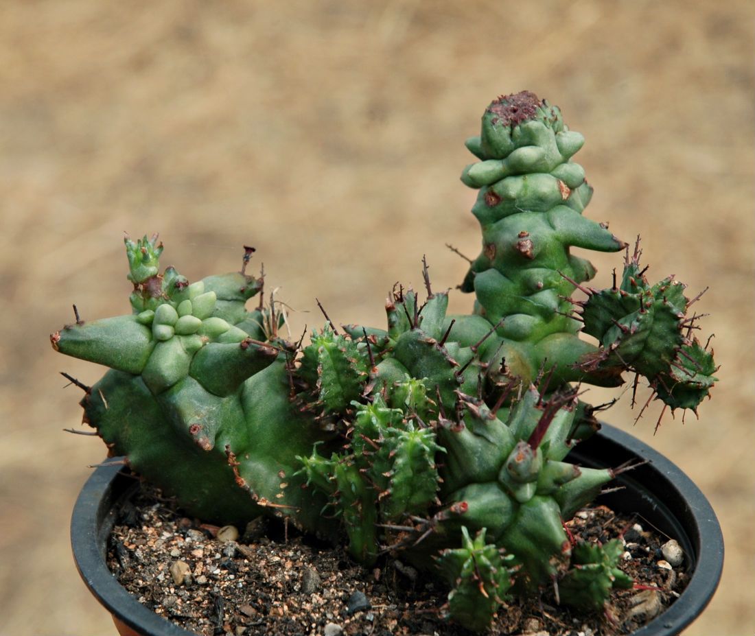 A photo of Euphorbia horrida fma. monstruosa