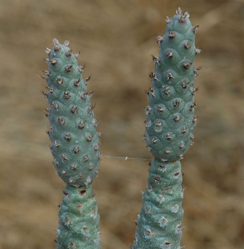 A photo of Tephrocactus articulatus