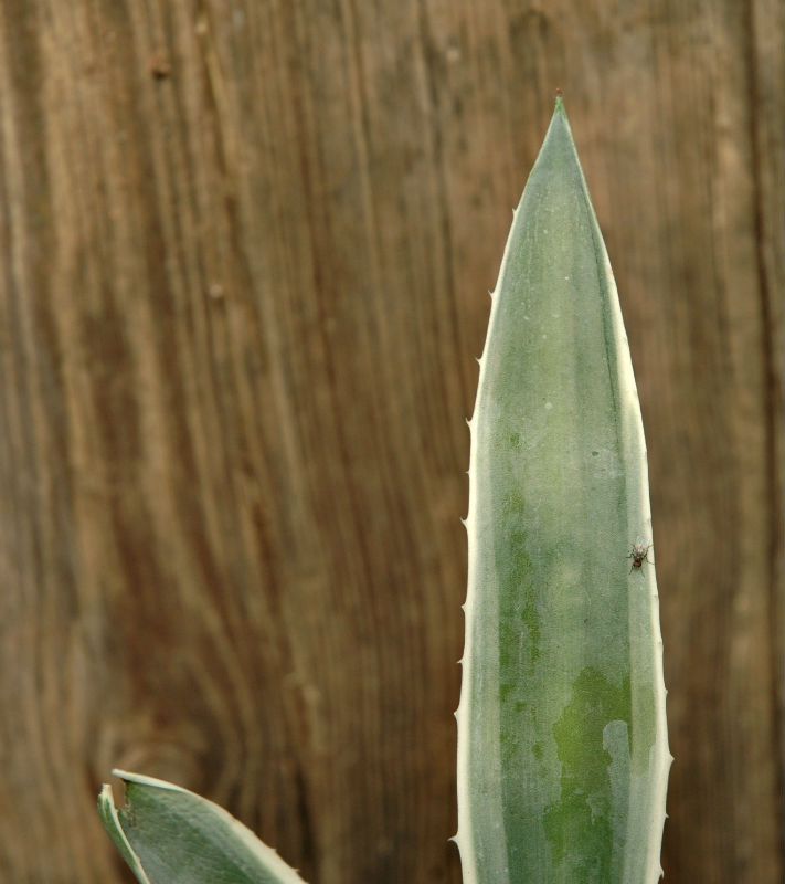 A photo of Agave vivipara fma. variegada
