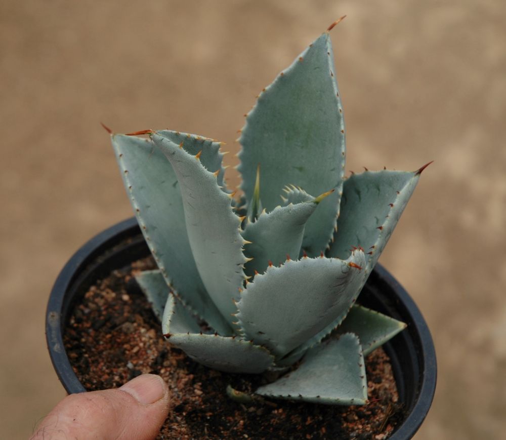 A photo of Agave parryi