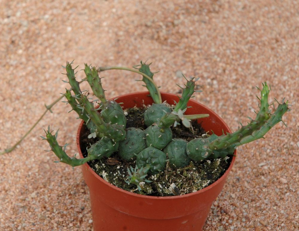 A photo of Euphorbia globosa
