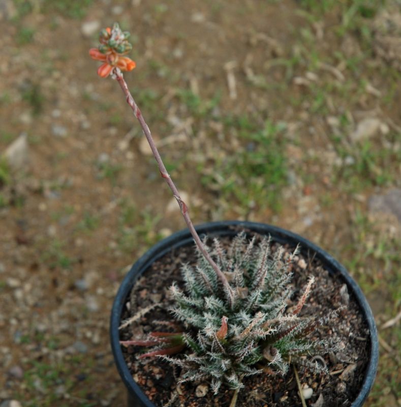 Una foto de Aloe haworthioides  