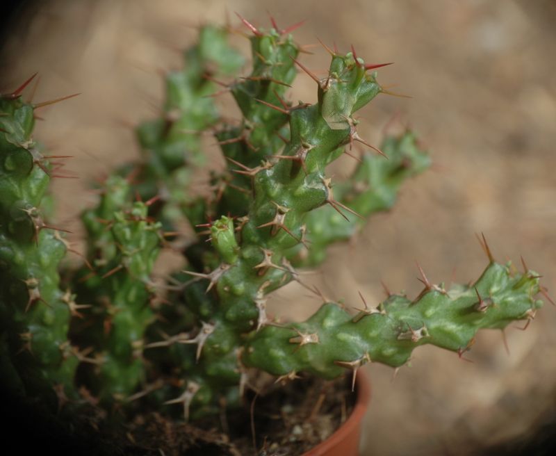 Una foto de Euphorbia lenewtonii  