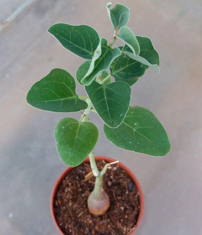 A photo of Adenia spinosa  