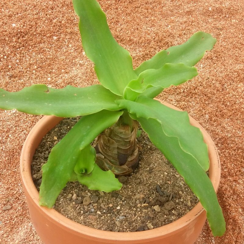 A photo of Ledebouria concolor  