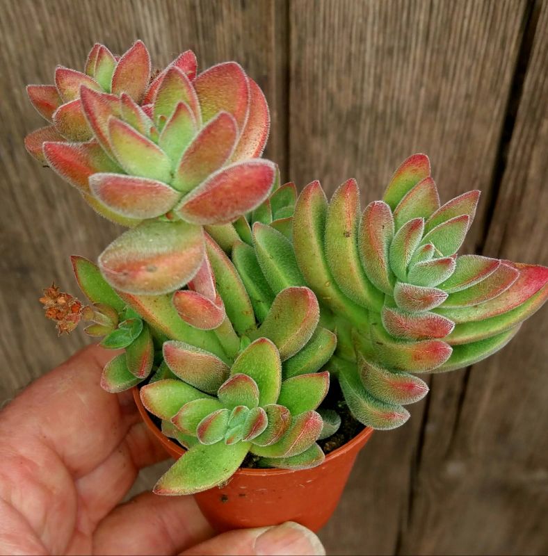 Una foto de Crassula ausensis