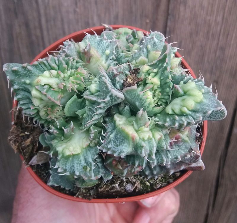 A photo of Faucaria felina ssp tuberculosa cv Super Warty