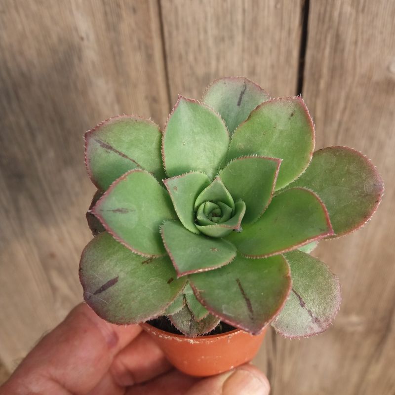 Una foto de Aeonium leucoblepharum  