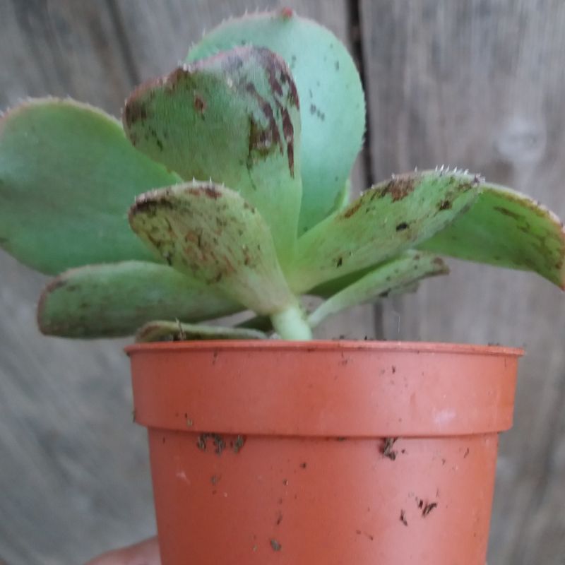Una foto de Aeonium leucoblepharum  