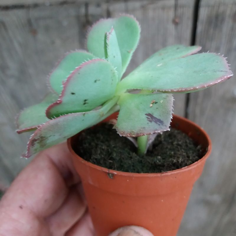 Una foto de Aeonium leucoblepharum  