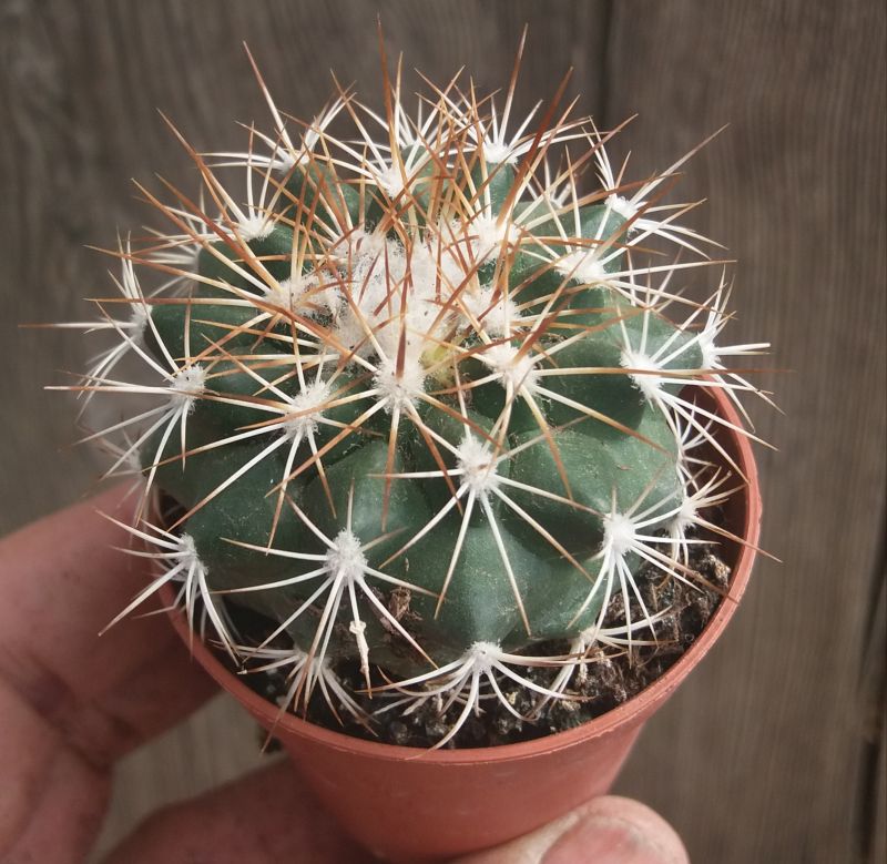 Una foto de Turbinicarpus horripilus