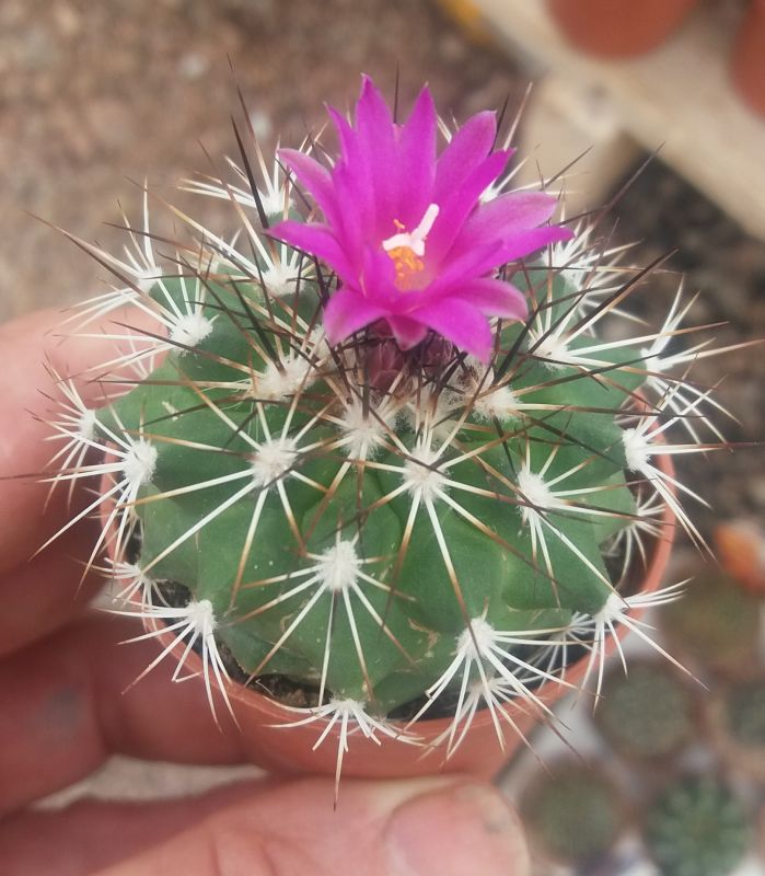 Una foto de Turbinicarpus horripilus