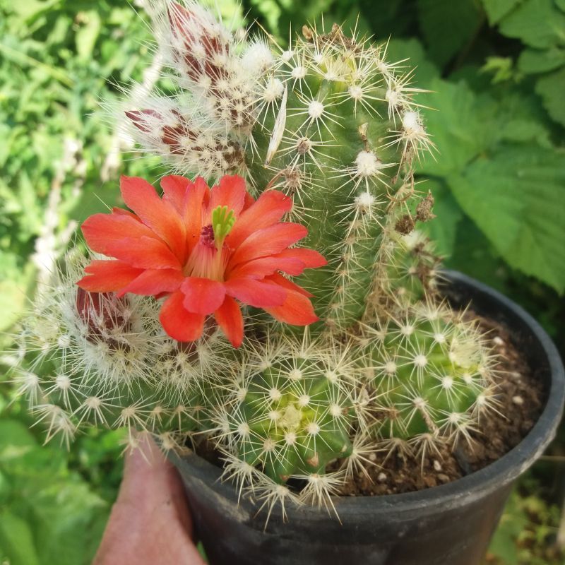 Una foto de Echinocereus coccineus