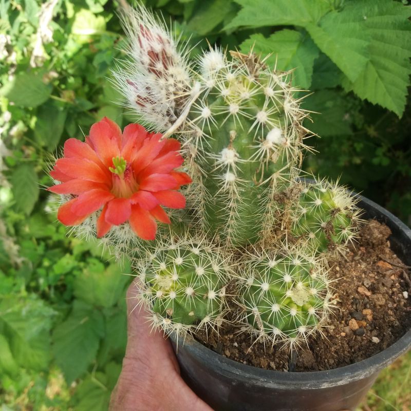 Una foto de Echinocereus coccineus