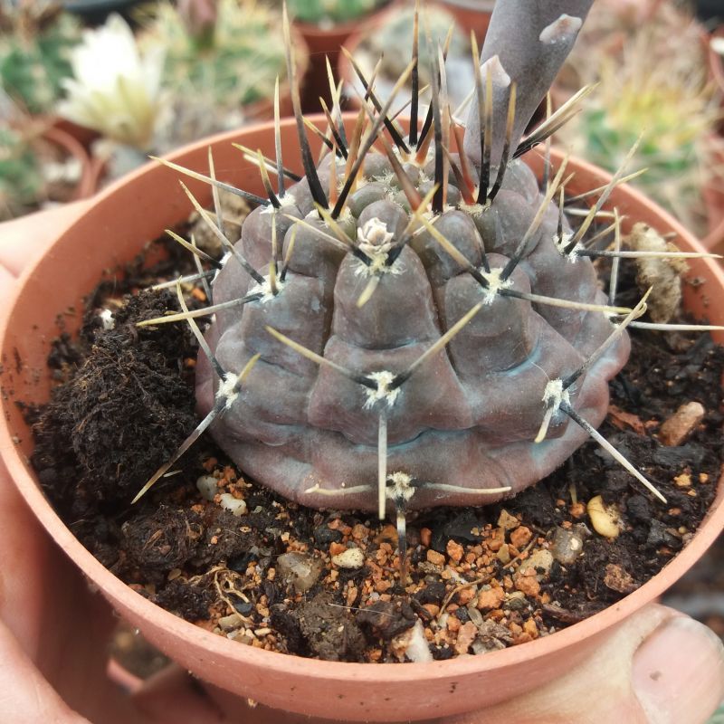 A photo of Gymnocalycium striglianum